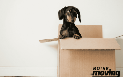 How to Stay Organized While Moving